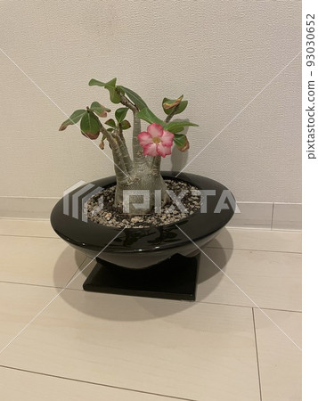 adenium flower flowering houseplant 93030652
