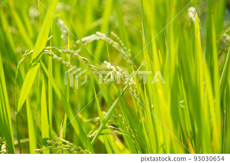 Scenery of Nagai Botanical Garden 93030654