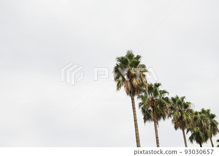 Scenery of Nagai Botanical Garden 93030657