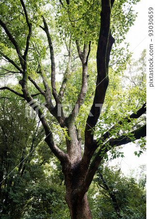 Scenery of Nagai Botanical Garden 93030659