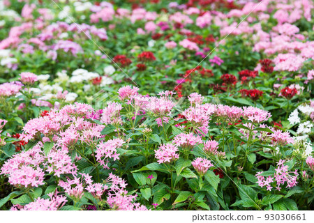 Scenery of Nagai Botanical Garden 93030661