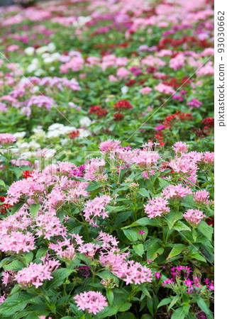 Scenery of Nagai Botanical Garden 93030662