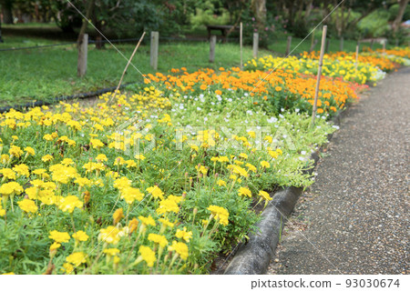 Scenery of Nagai Botanical Garden Scenery of Nagai Botanical Garden 93030674