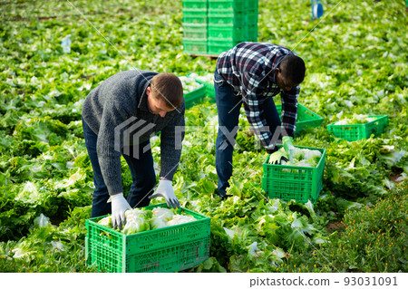 Male workers on the field stack lettuce in boxes Male workers on the field stack lettuce in boxes 93031091