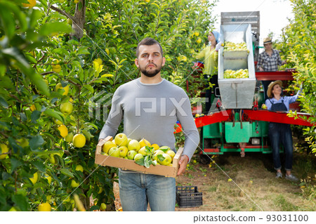 Farmer standing with box of harvested apples Farmer standing with box of harvested apples 93031100