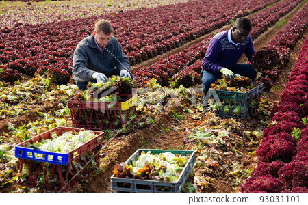 Farm workers harvesting red lettuce crop 93031101