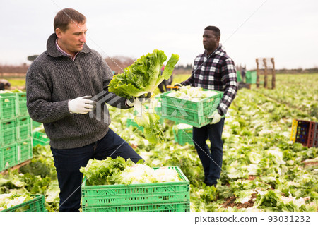 Portrait of man gardener during harvesting of lettuce Portrait of man gardener during harvesting of lettuce 93031232