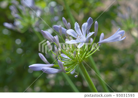 summer flower agapanthus summer flower agapanthus 93031593