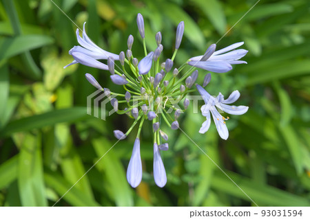 summer flower agapanthus summer flower agapanthus 93031594