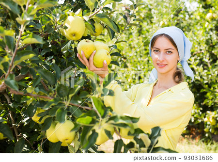 Young woman picking ripe apples from a tree Young woman picking ripe apples from a tree 93031686