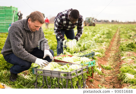 Men gardeners picking harvest of lettuce to crates in garden Men gardeners picking harvest of lettuce to crates in garden 93031688