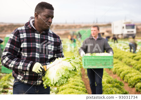 African workman harvesting green lettuce 93031734