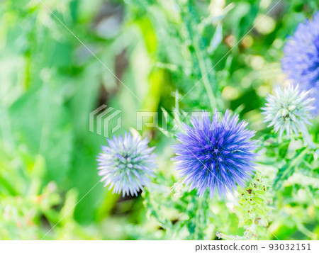 A cool and cute thistle flower that bloomed in midsummer 93032151
