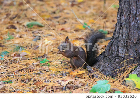 Ezo squirrel in fairyland "Autumn Hokkaido" 93032626