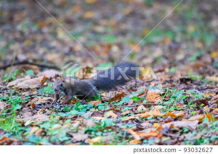 Ezo squirrel in fairyland "Autumn Hokkaido" 93032627