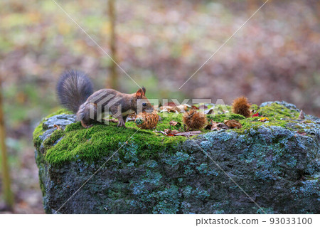 Ezo squirrel biting a pinecone "Autumn Hokkaido" 93033100