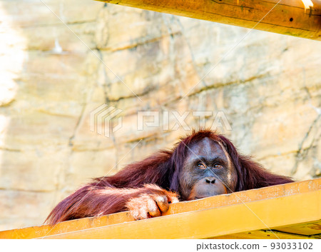 Orangutans in the hottest time of the summer in fatigue mode Orangutans in the hottest time of the summer in fatigue mode 93033102