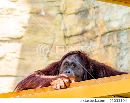 紅毛猩猩在夏季最熱的時候處於疲勞狀態 93033104