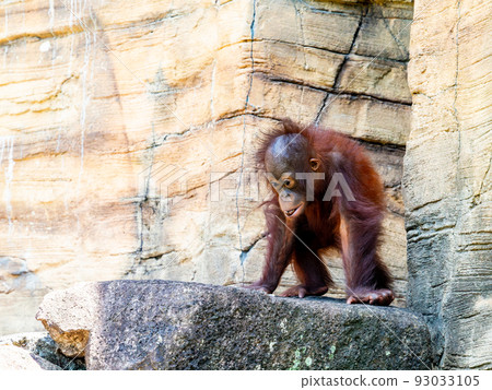 During the hottest time of midsummer, orangutans are energetic and active children 93033105