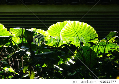 Vein vein of quadrigozoa 93033177