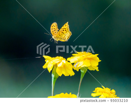 Brenthis daphne flight Brenthis daphne flight 93033210