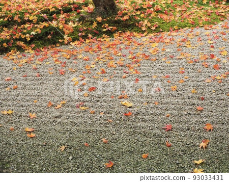 Autumn leaves falling on dry landscape garden Autumn leaves falling on dry landscape garden 93033431