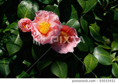 Camellia Camellia 93033432
