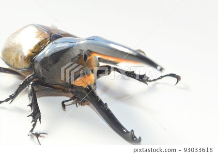 大力神甲蟲 大力神 大力神 白色背景 93033618