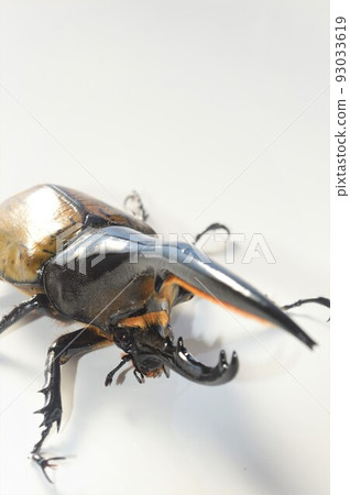 Hercules Beetle Hercules Hercules White Background Hercules Beetle Hercules Hercules White Background 93033619