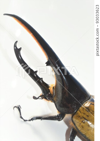 大力神甲蟲 大力神 大力神 白色背景 大力神甲蟲 大力神 大力神 白色背景 93033623