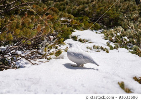 Ptarmigan Tateyama Winter 93033690