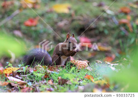 Ezo squirrel to enjoy the taste of autumn "Autumn Hokkaido" 93033725