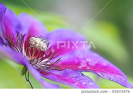 Pastel "clematis in full bloom" illustration image Pastel "clematis in full bloom" illustration image 93033876