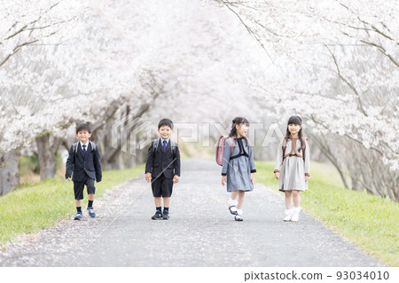 Entrance ceremony image Shinichi first graders walking along the cherry blossom trees 93034010