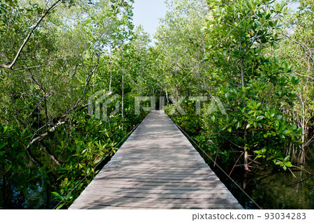 Long wooden boardwalk toward the deep mangrove forest in the sunny day 93034283