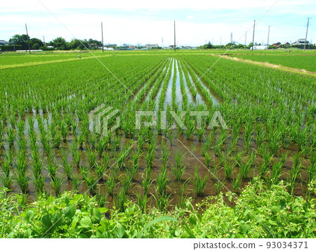 Levees with blooming poplars and green fields in early summer 93034371