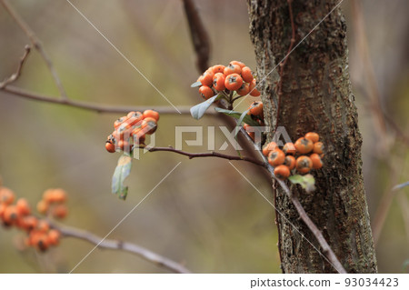 冬季森林景觀黃色火棘果 93034423