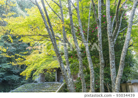 Autumn's Bunkyoin Autumn's Bunkyoin 93034439