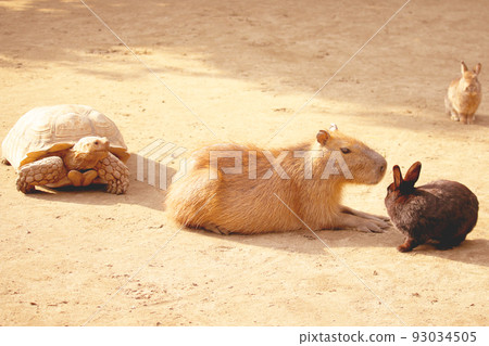 Good Capybara & Rabbit & Turtle Good Capybara & Rabbit & Turtle 93034505