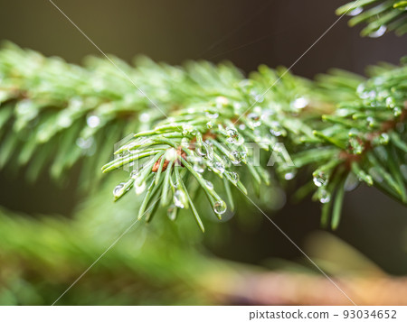 Background of green spruce branches with water drops after rain 93034652