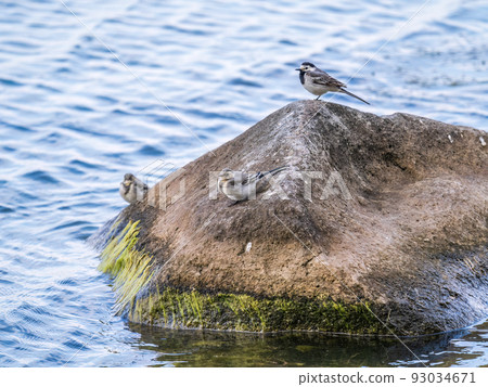 Young white wagtail, Motacilla alba, sitting on lake shore. Portrait of a young common songbird with long tail and black and white feather. 93034671
