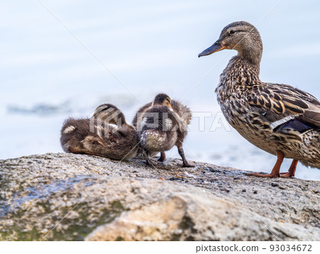 Adult duck with many ducklings sits on green shore of pond Adult duck with many ducklings sits on green shore of pond 93034672