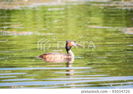 The waterfowl bird Great Crested Grebe swimming in the calm lake The waterfowl bird Great Crested Grebe swimming in the calm lake 93034720