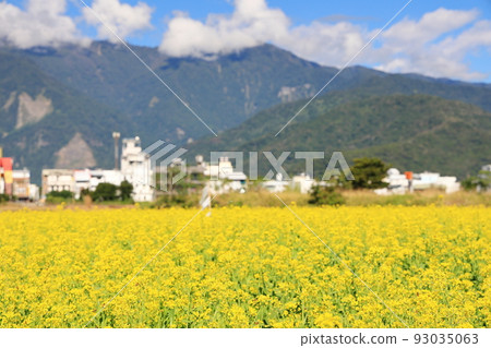 油菜花 花東縱谷 池上 台東 台灣 93035063