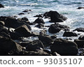 散佈在室戶海岸的岩石 散佈在室戶海岸的岩石 93035107