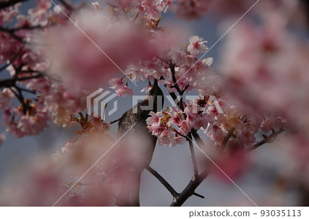 鵯吸櫻花花蜜 鵯吸櫻花花蜜 93035113