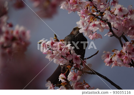 鵯吸櫻花花蜜 鵯吸櫻花花蜜 93035116