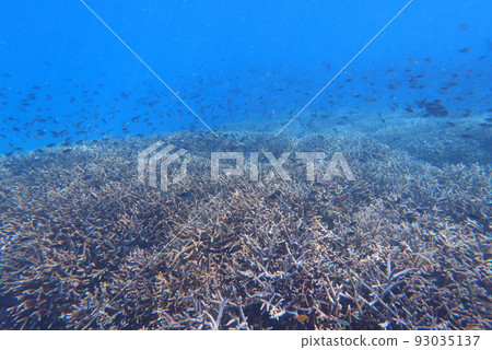 Lavender Coral Palau Lavender Coral Palau 93035137