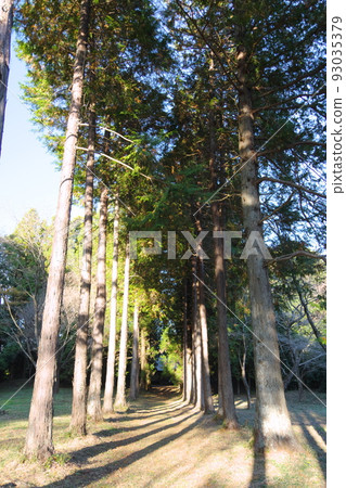 Trees along the approach to Haguro Shrine Trees along the approach to Haguro Shrine 93035379