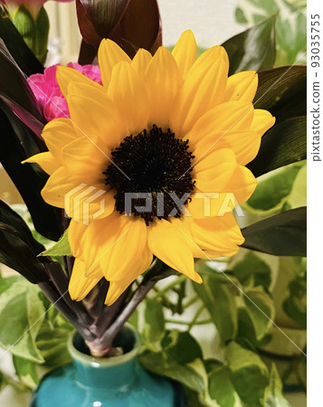 sunflower sunflower 93035755
